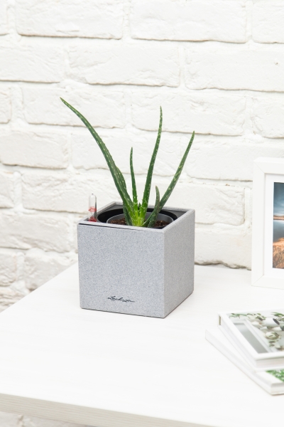 Алоэ Вера в CANTO STONE 14