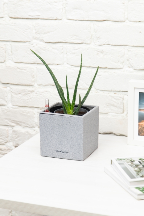 Алоэ Вера в CANTO STONE 14