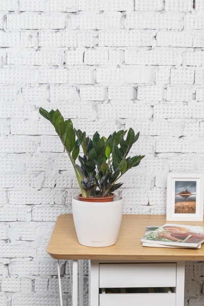 Замиокулькас Равен 15/50 см Замиокулькас Равен 15/50 см