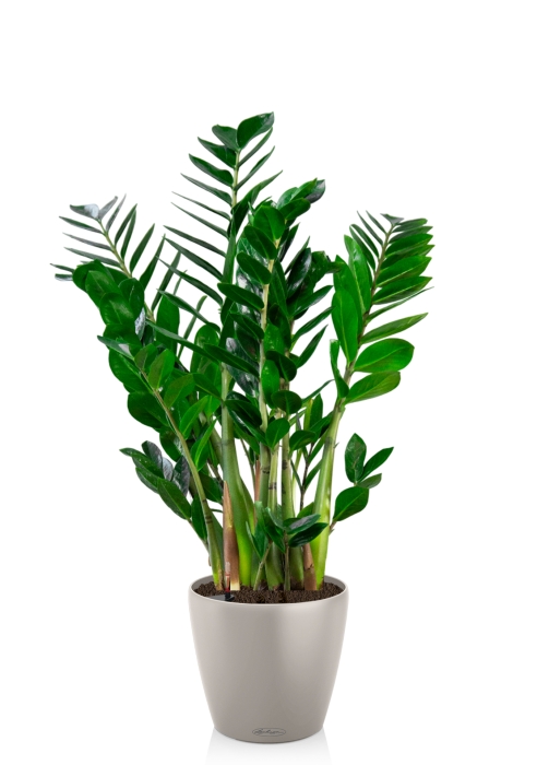 Замиокулькас 24/90 в CLASSICO 28