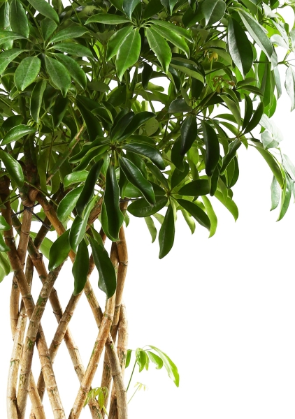 Шеффлера Компакта цилиндр 27/120 см