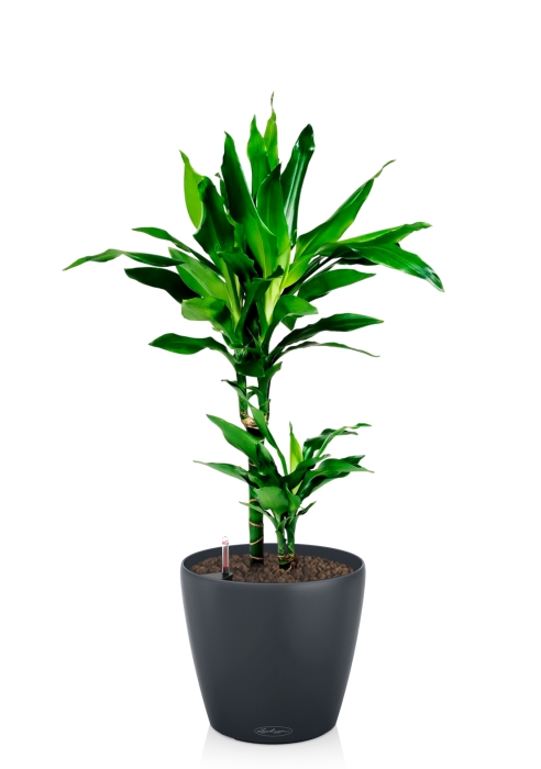 Драцена Джанет Линд 2 ствола 17/70 см в CLASSICO COLOR 21, серый