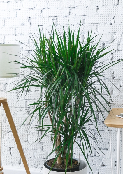 Драцена Маргината бранч 27/120 см