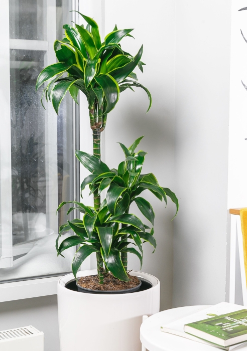 Драцена Дорадо RONDO 32