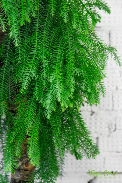 Араукария бонсай 45/140 см