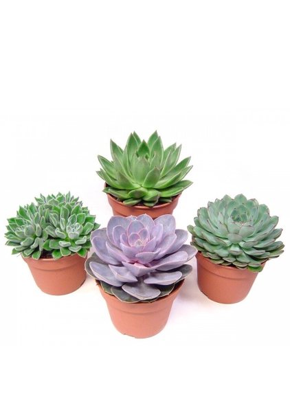 Эхеверия Цветной микс в CANTO STONE 14