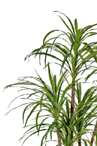 Драцена Маргината см