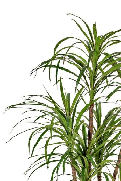 Драцена Маргината см