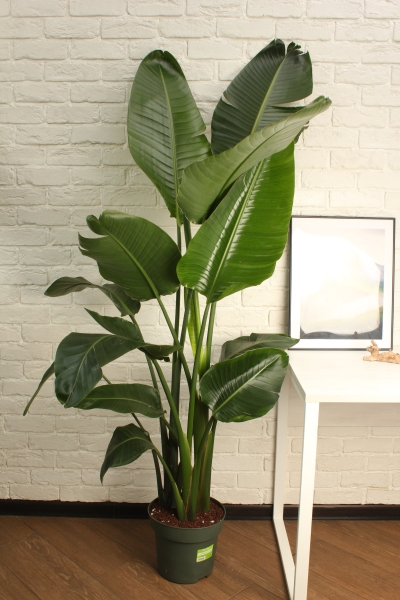 Стрелиция Николай 27/200 см