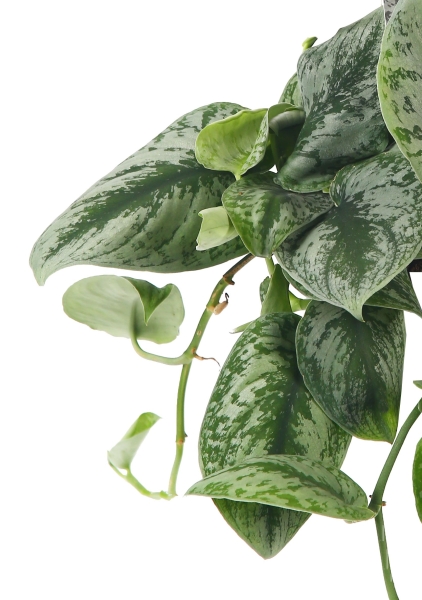 Сциндапсус Пиктус Требе 12/20 см