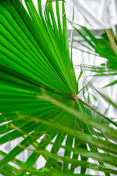 Вашингтония в QUADRO LS 50 Вашингтония в QUADRO LS 50