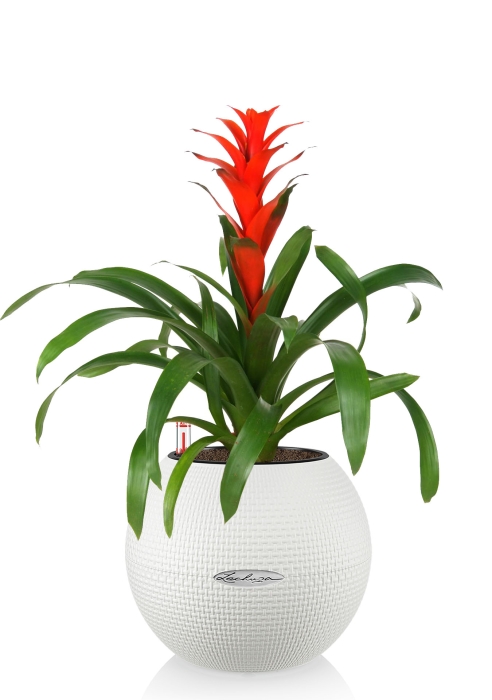 Гузмания красная PURO 20/45 см, белый