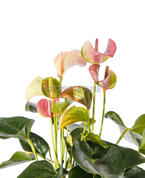 Лиственный микс с Антуриумом BALCONERA COLOR 50 Лиственный микс с Антуриумом BALCONERA COLOR 50