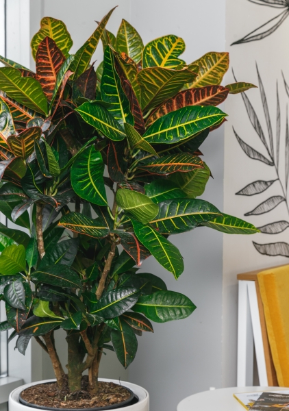 Кротон Петра Макси 31/120 см