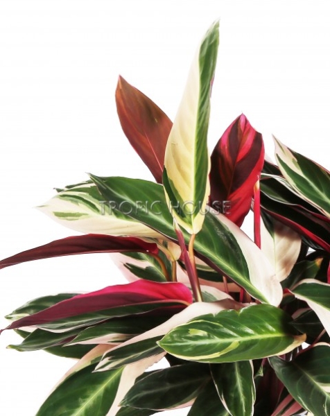 Строманта в DELTA 20 Строманта в DELTA 20