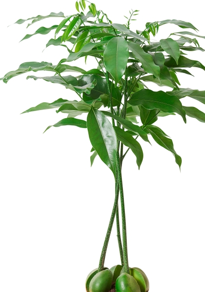 Каштаноспермум в PURO 20