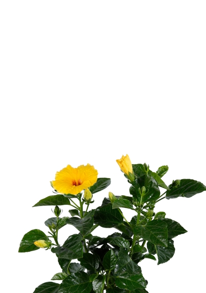 Гибискус микс 13/35 см в CANTO STONE 14 Гибискус микс 13/35 см в CANTO STONE 14