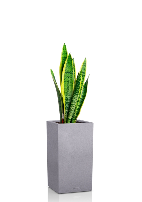 Сансевиерия Лауренти 21/70 см в CANTO STONE HIGH 30, серый камень