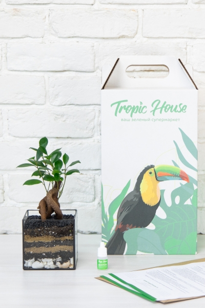 Флорариум с Бонсаем в кубе 10 см Флорариум с Бонсаем в кубе 10 см