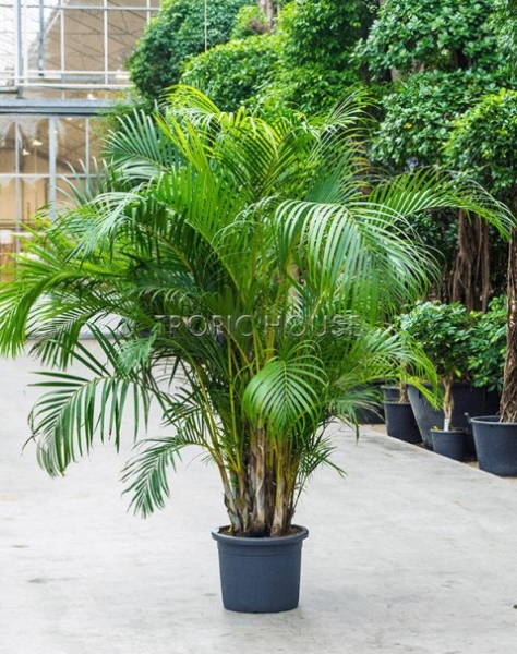 Хризалидокарпус Арека 40/190 см