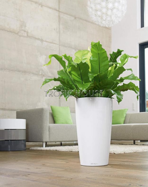 Кашпо LECHUZA RONDO 32х56 см