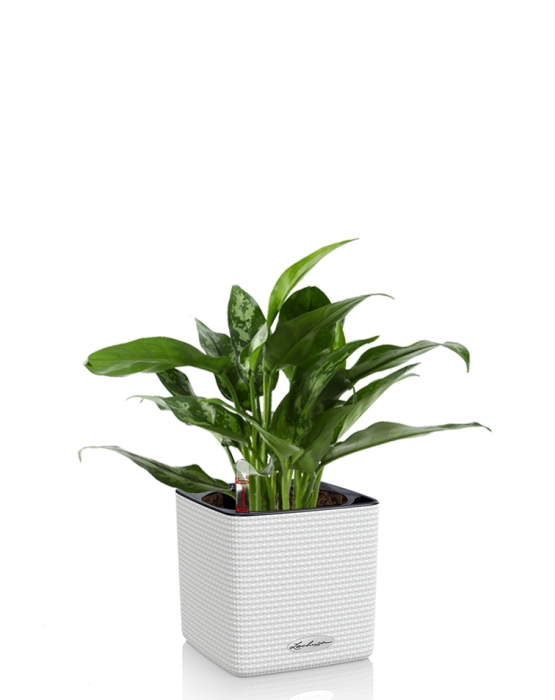 Аглаонема Мария в CUBE COLOR 14, белый