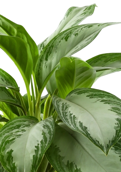 Аглаонема Сильвер Бей в CLASSICO 21 Аглаонема Сильвер Бей в CLASSICO 21