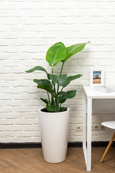 Стрелиция Николай 21/100 в RONDO 32 Стрелиция Николай 21/100 в RONDO 32