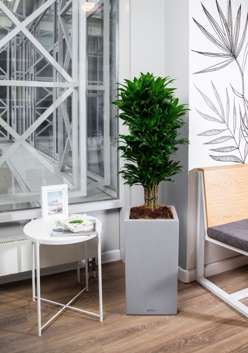 Драцена Компакта бранч в CANTO STONE HIGH 30