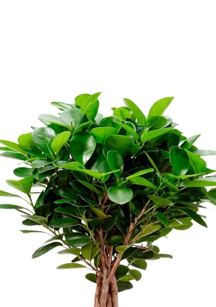 Фикус Моклейм 21/90 см в CUBE 30 Фикус Моклейм 21/90 см в CUBE 30