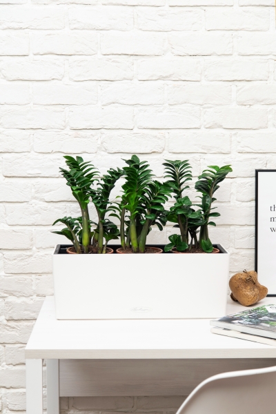 Замиокулькас Зензи в BALCONERA COLOR 50