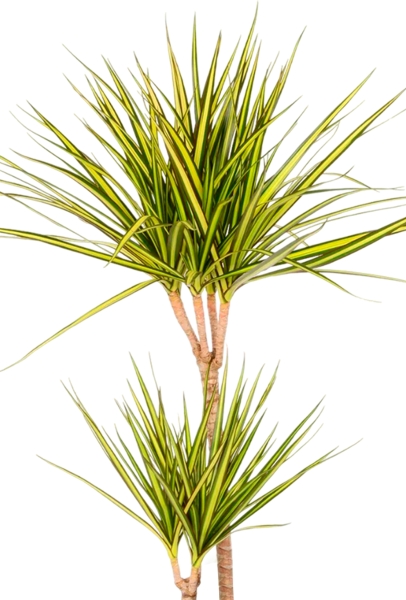 Драцена Маргината Санрей 2 ствола 17/70 см CILINDRO 23