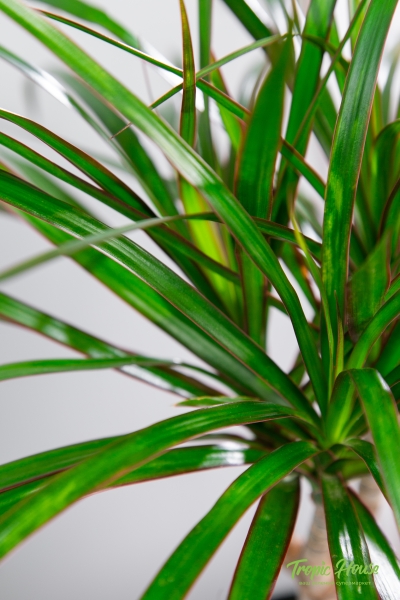 Драцена Маргината 1 ствол 12/40 см