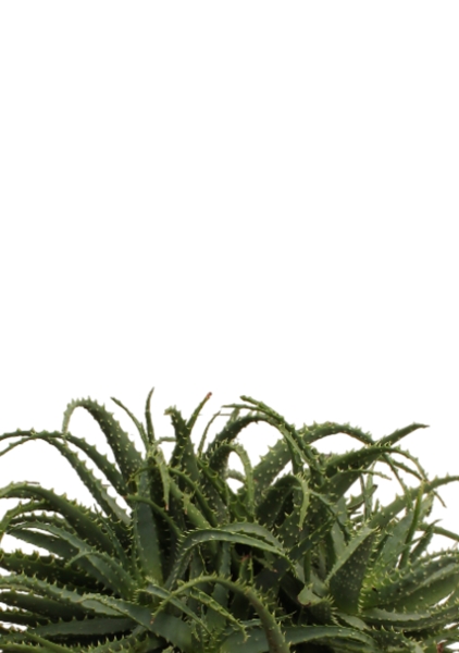 Алоэ древовидное 30/50 см