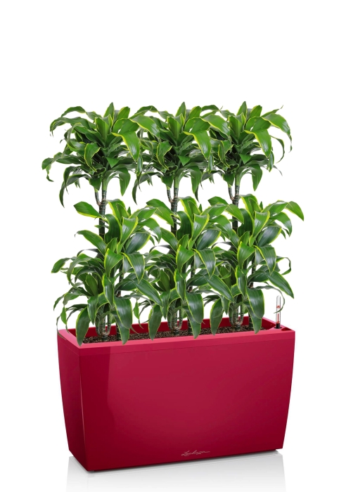 Драцена Дорадо 3 ствола в CARARO 75/120 см, Ярко-красный блестящий