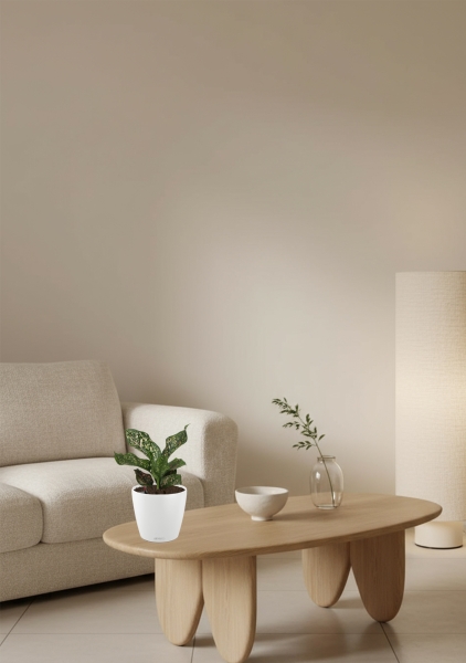 Аглаонема Анимани 12 см в CLASSICO COLOR 18