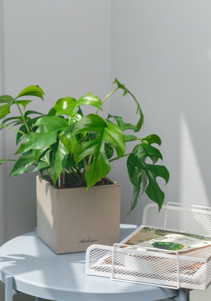 Монстера Рафидофора Минима 12/20 см