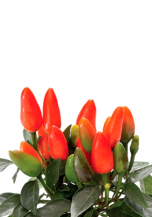 Капсикум микс 10/25 в CANTO STONE 14