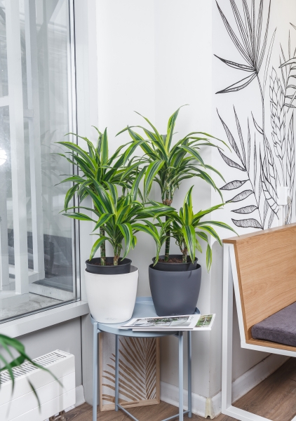 Драцена Лемон Лайм 2 ствола 17/65 см