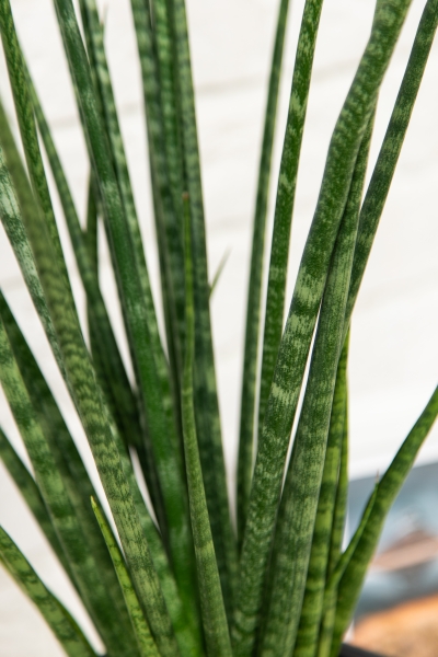 Сансевиерия Дигиторум 14/70 см