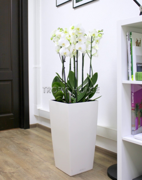 Орхидея в CUBICO 30