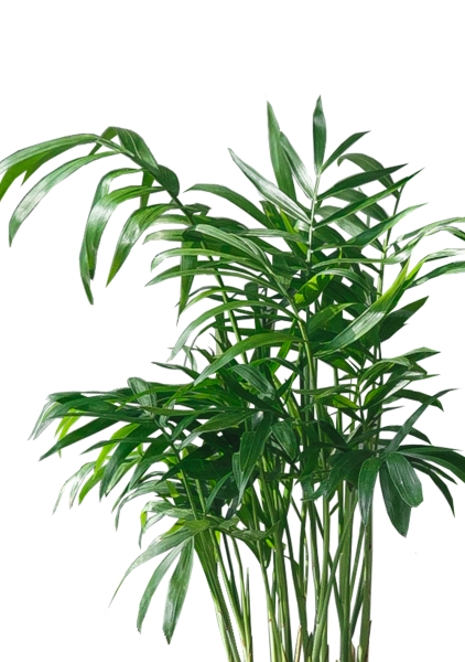 Хамедорея 5/20 см