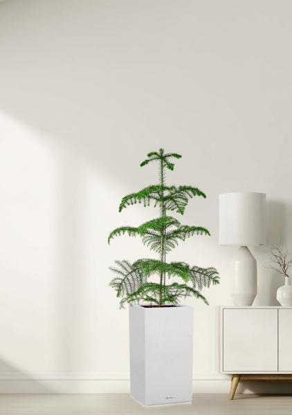 Араукария гетерофилла 24/110 в CANTO STONE HIGH 30