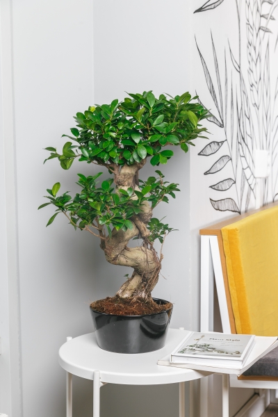 Фикус Бонсай в керамике 31/55 см Фикус Бонсай в керамике 31/55 см