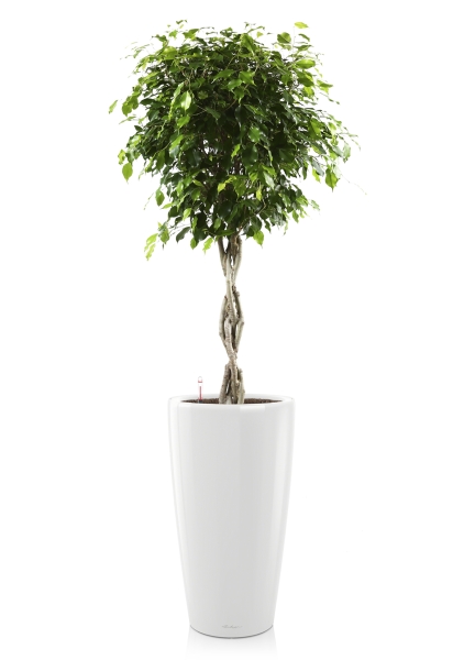 Фикус Экзотика переплетенный в RONDO 32 Фикус Экзотика переплетенный в RONDO 32