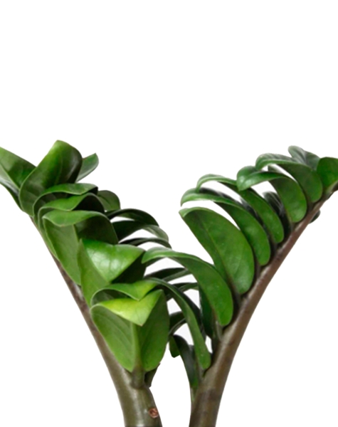 Замиокулькас Зензи 9/15 в MINI CUBI