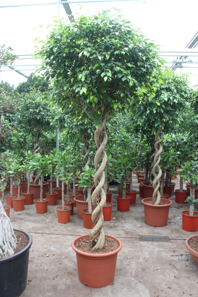 Фикус Экзотика двойная спираль 60/300 см Фикус Экзотика двойная спираль 60/300 см