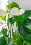 Антуриум Андрианум белый 17/60 см