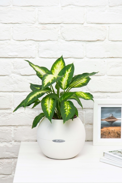 Диффенбахия Камилла 12/40 см в CUBE GLOSSY 16