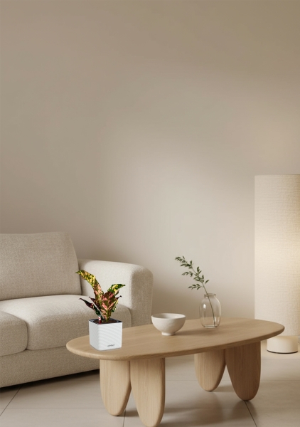 Кодиеум 8/20 см в CUBE COLOR 14 Кодиеум 8/20 см в CUBE COLOR 14